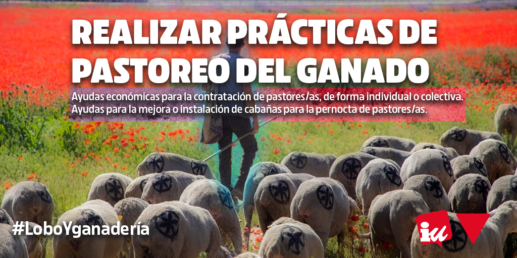 La Junta de Castilla y León debe tomar medidas para la convivencia entre el lobo ibérico y la ganadería #LoboYGanadería