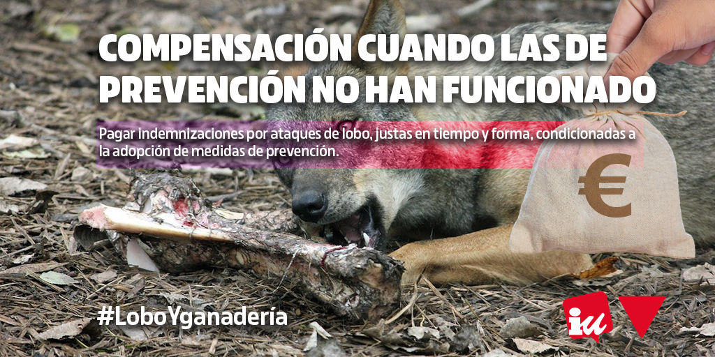 Por otro lado son necesarias medidas de compensación cuando las de prevención no han funcionado #LoboYGanadería 